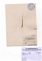 藏品(頭髮菜)的圖片